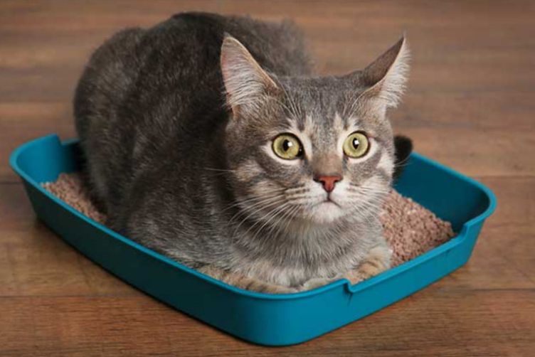 cách khử mùi phân mèo trong nhà