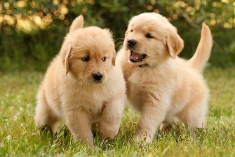 Chó Golden Retriever