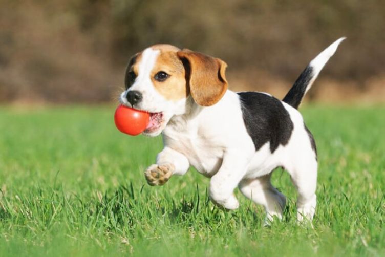 Chó Beagle