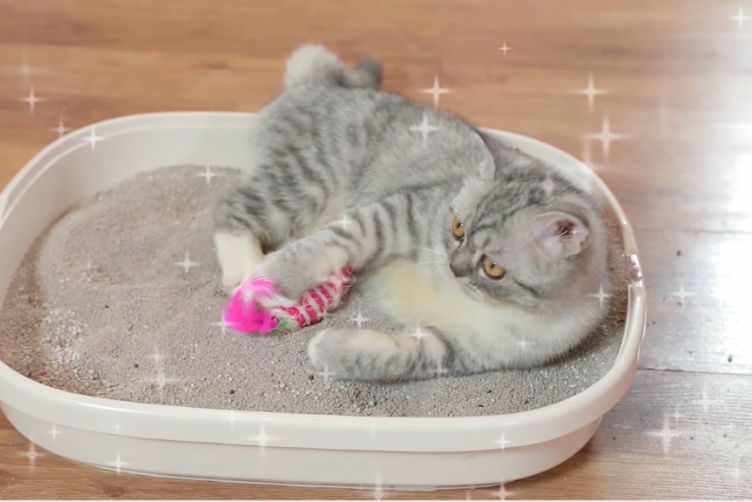 cách khử mùi phân mèo trong nhà