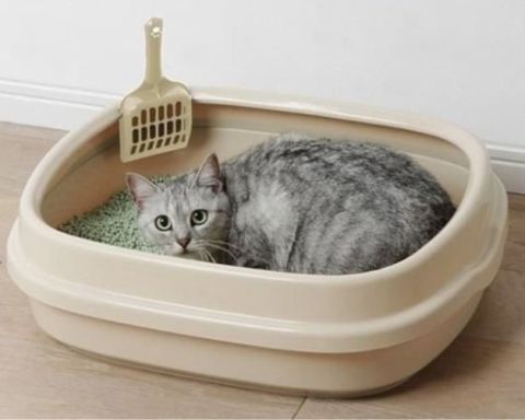khử mùi hôi khay vệ sinh cho mèo