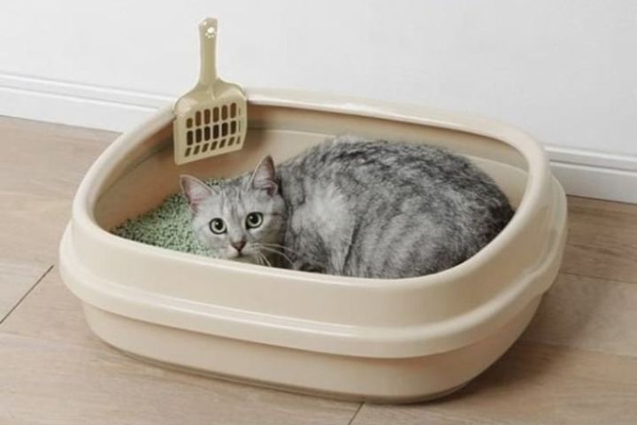 khử mùi hôi khay vệ sinh cho mèo