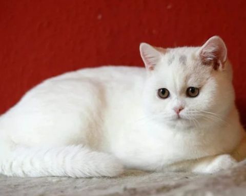 Những lưu ý khi chăm sóc lông cho mèo anh lông ngắn