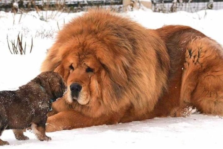 Tìm hiểu về giống chó Ngao Tây Tạng