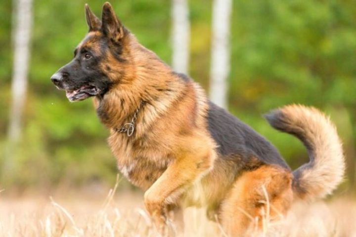 các giống chó thông minh nhất thế giới