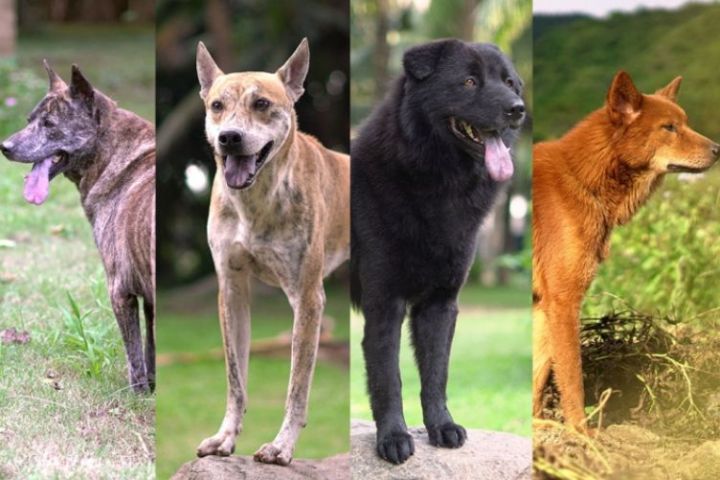 Tứ đại danh khuyển của Việt Nam