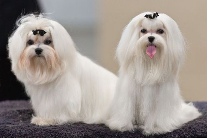Tìm hiểu về giống chó Maltese