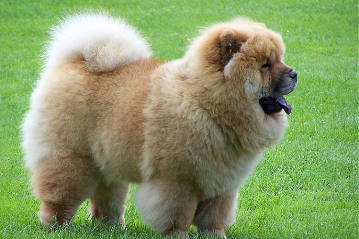 Tìm hiểu về giống chó Chow Chow