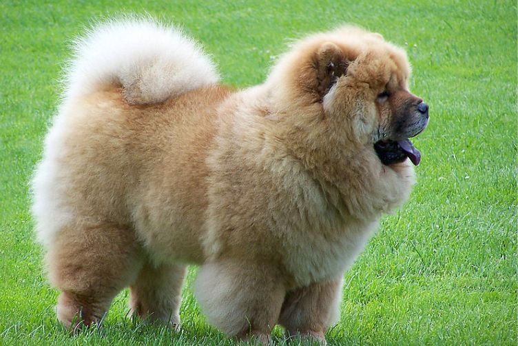 Tìm hiểu về giống chó Chow Chow