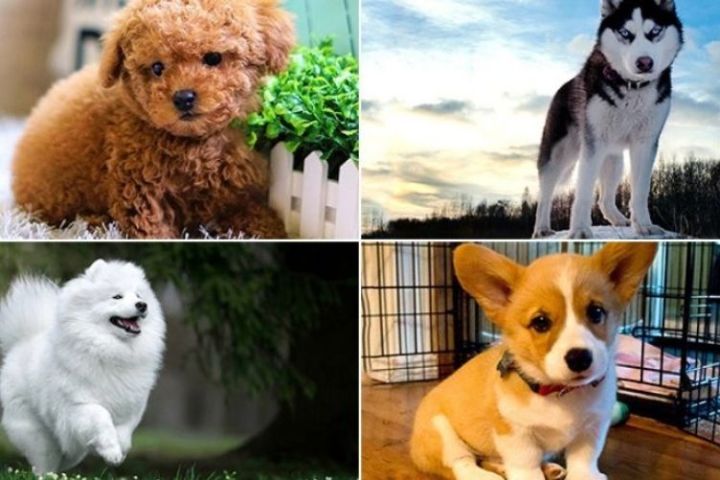 giống chó cảnh được nuôi phổ biến nhất Việt Nam