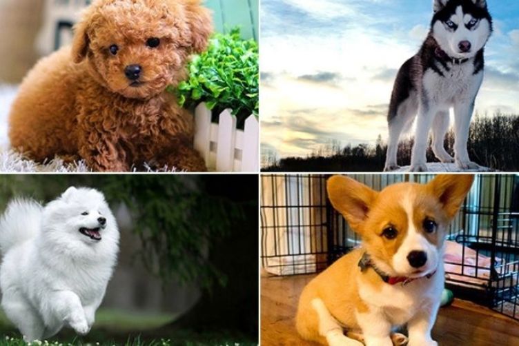 giống chó cảnh được nuôi phổ biến nhất Việt Nam