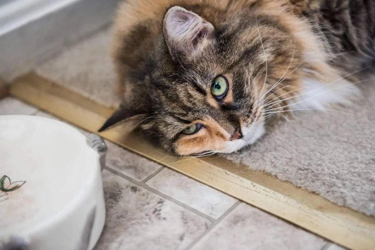 Bệnh nhiễm trùng đường hô hấp ở mèo (FHV)