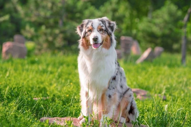 Chó chăn cừu Úc (Australian Shepherd)