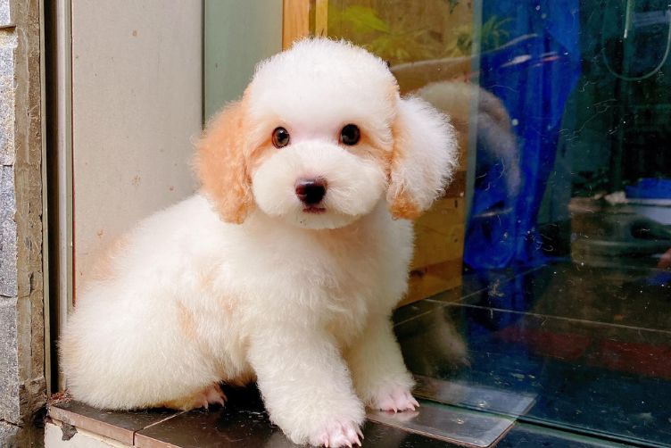 giống chó cảnh được nuôi phổ biến nhất Việt Nam