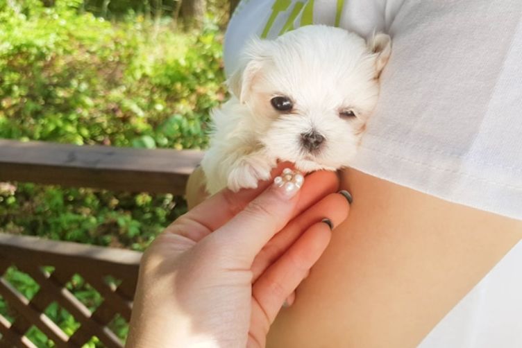 Tìm hiểu về giống chó Maltese