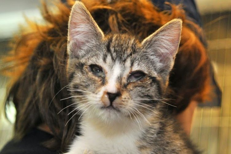 Bệnh nhiễm trùng đường hô hấp ở mèo (FHV)