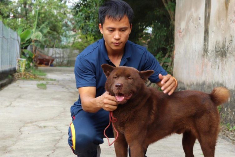 Chó H’Mông cộc