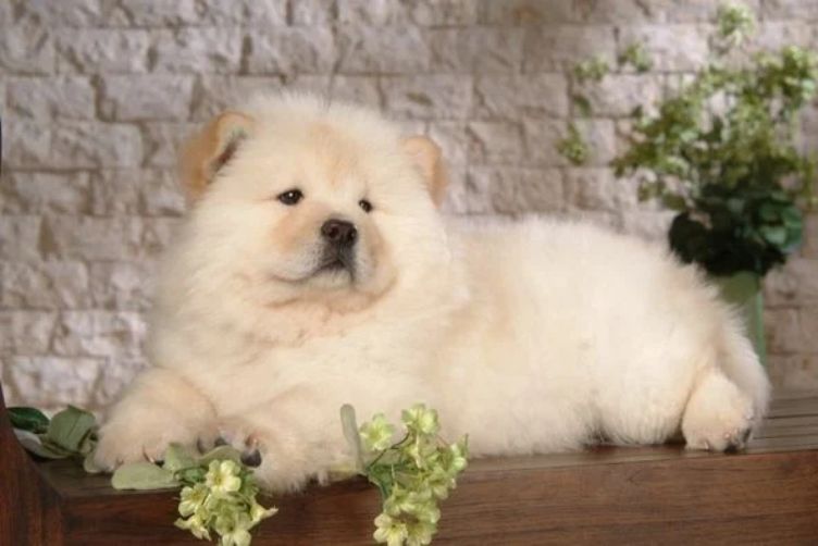 chó chow chow bao nhiêu tiền