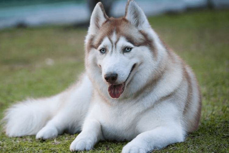 giống chó cảnh được nuôi phổ biến nhất Việt Nam