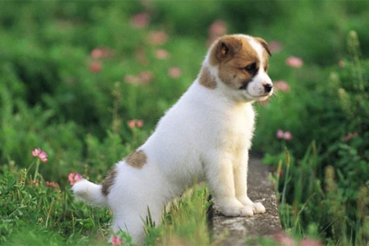 tìm hiểu về giống chó cỏ