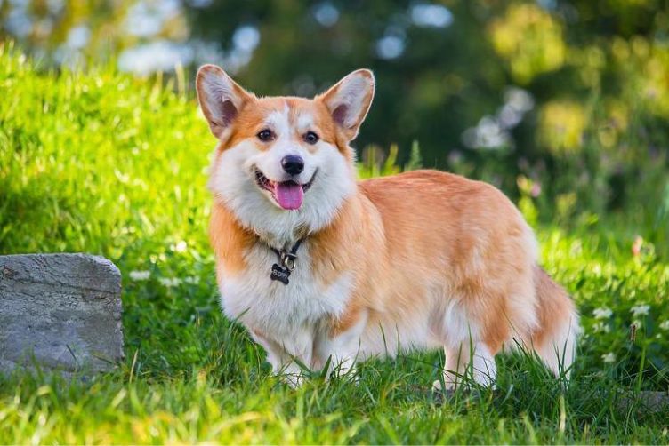 Chó Corgi