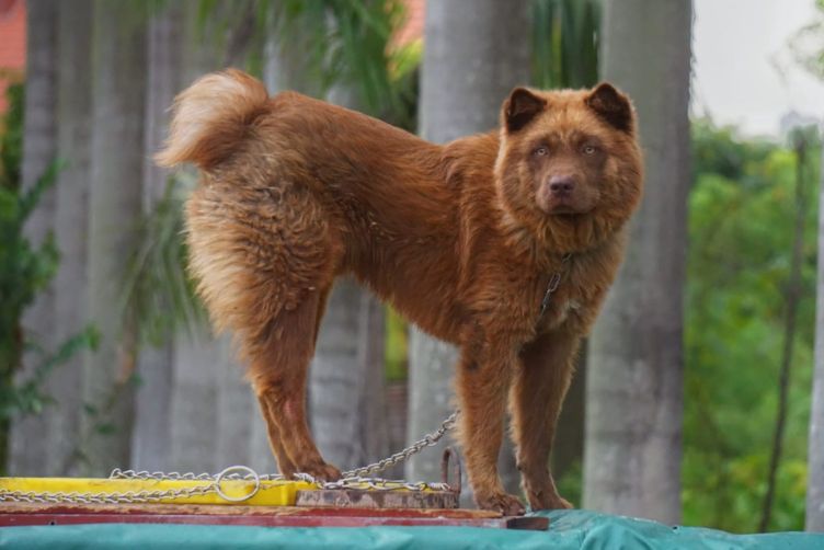 Chó H’Mông cộc đuôi