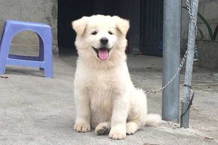 Chó Bắc Hà