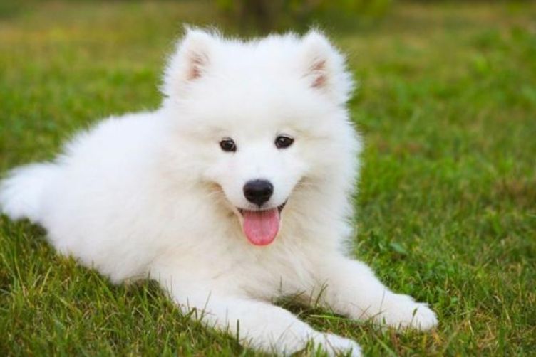Chó Samoyed