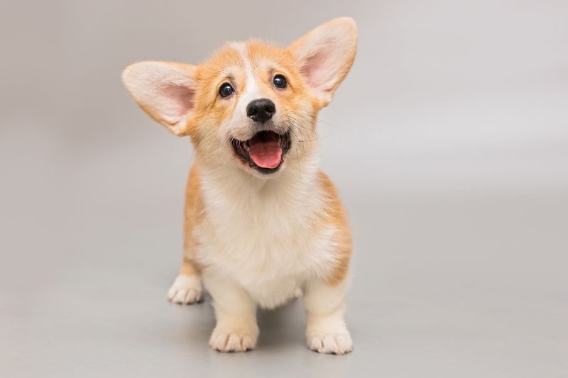 tìm hiểu chế dộ dinh dưỡng khi nuôi chó corgi