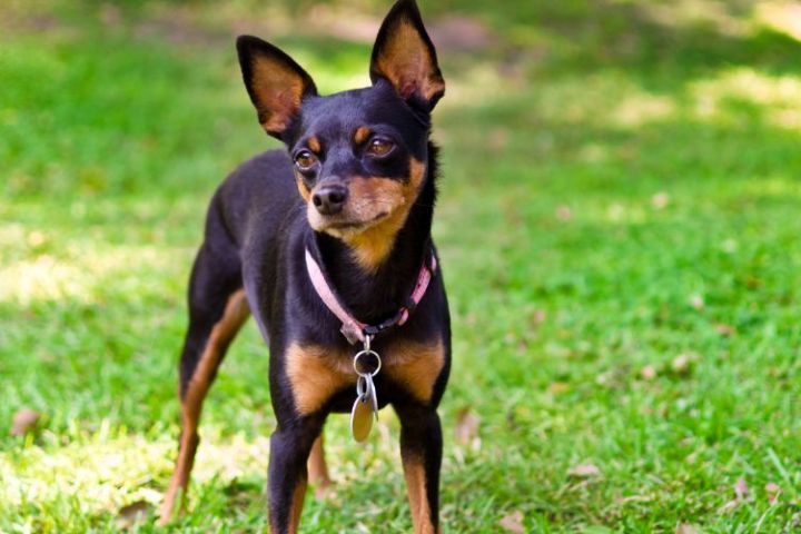 tìm hiểu về giống chó phốc hươu