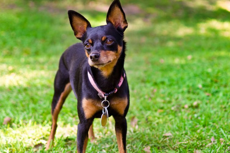 tìm hiểu về giống chó phốc hươu