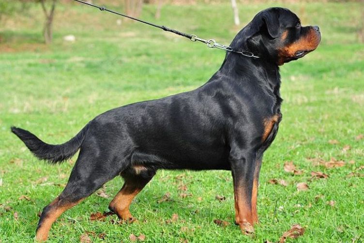 các giống chó nghiệp vụ thông minh nhất