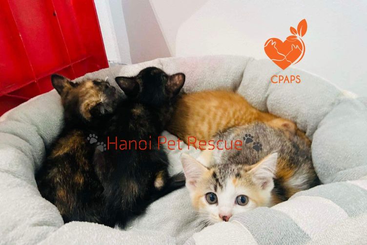 địa chỉ và số điện thoại các trạm cứu hộ chó mèo