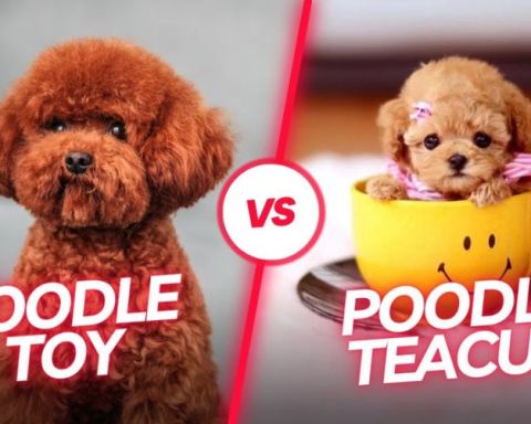 So Sánh Chó Poodle Toy Và Chó Poodle Teacup