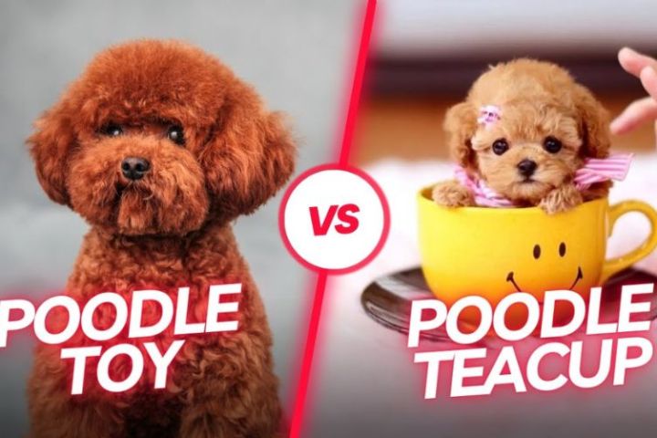 So Sánh Chó Poodle Toy Và Chó Poodle Teacup