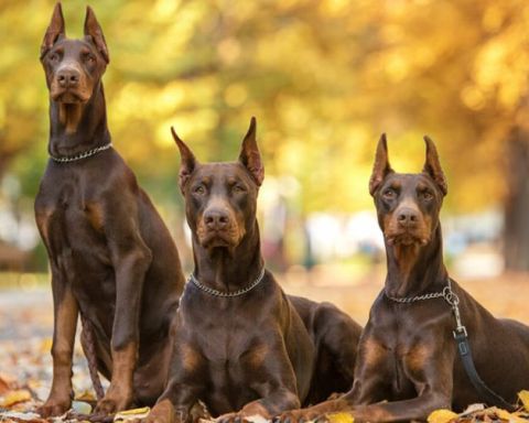 Tìm hiểu về giống chó Doberman