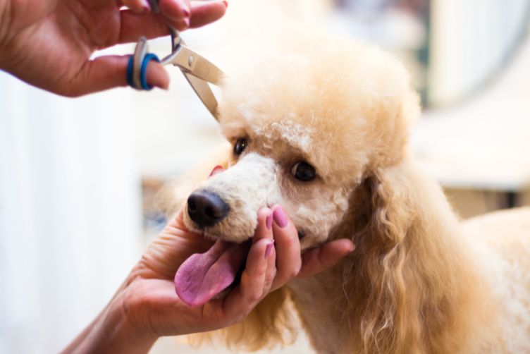 chăm sóc chó sau khi cạo lông