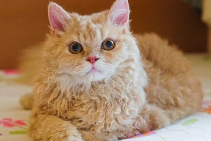 tìm hiểu về giống mèo lông xoăn