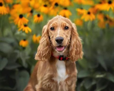 tìm hiểu về giống chó Cocker Spaniel