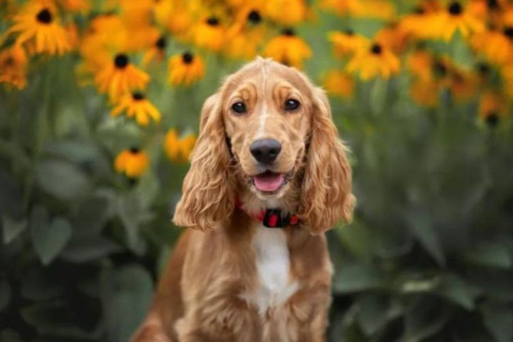 tìm hiểu về giống chó Cocker Spaniel