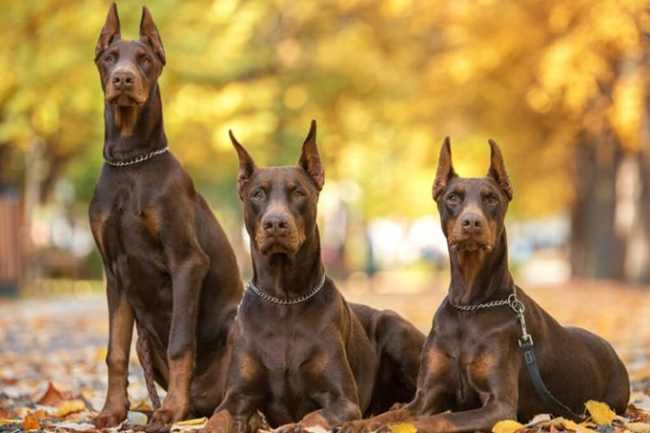 Tìm hiểu về giống chó Doberman
