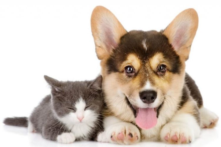 những điểm cần lưu ý khi mua chó mèo