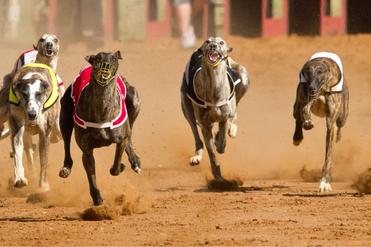 top 10 giống chó chạy nhanh nhất