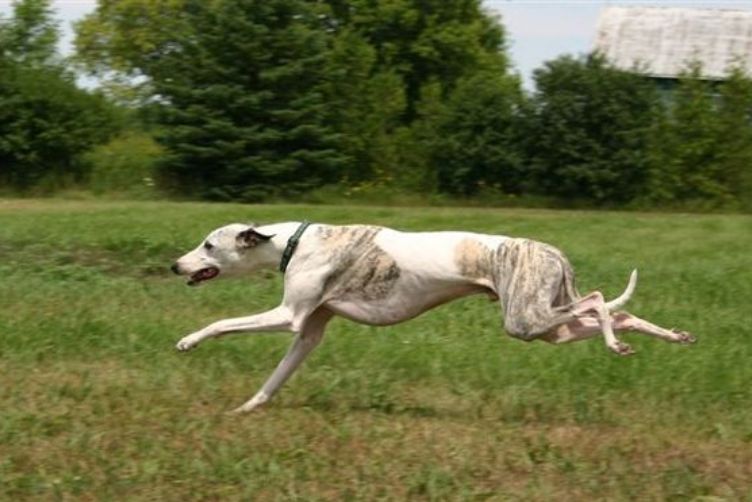Chó Whippet