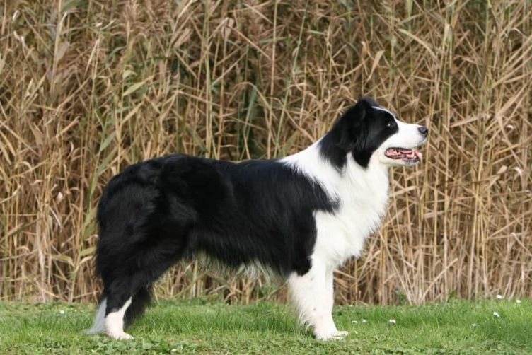 Chó Collie biên giới