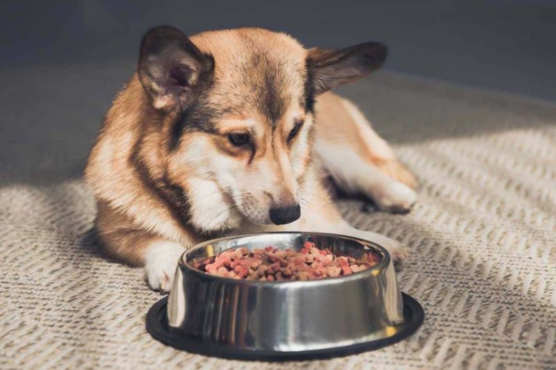 tìm hiểu chế dộ dinh dưỡng khi nuôi chó corgi