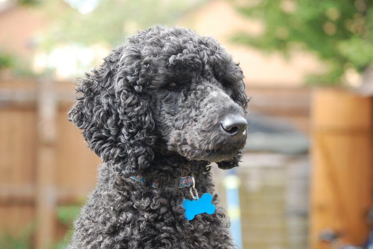 tìm hiểu về bảng tên cho chó mèo