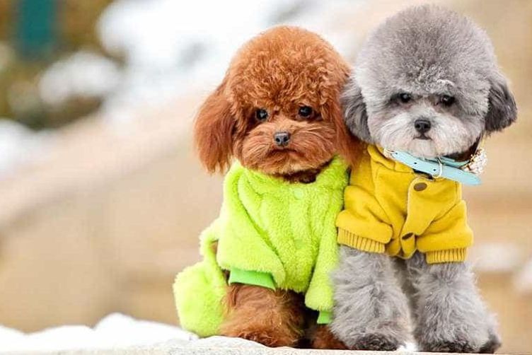 So Sánh Chó Poodle Toy Và Chó Poodle Teacup