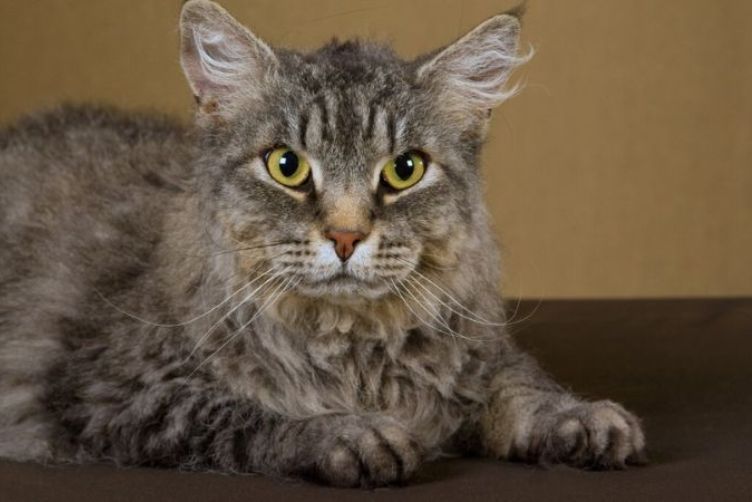 tìm hiểu về giống mèo lông xoăn