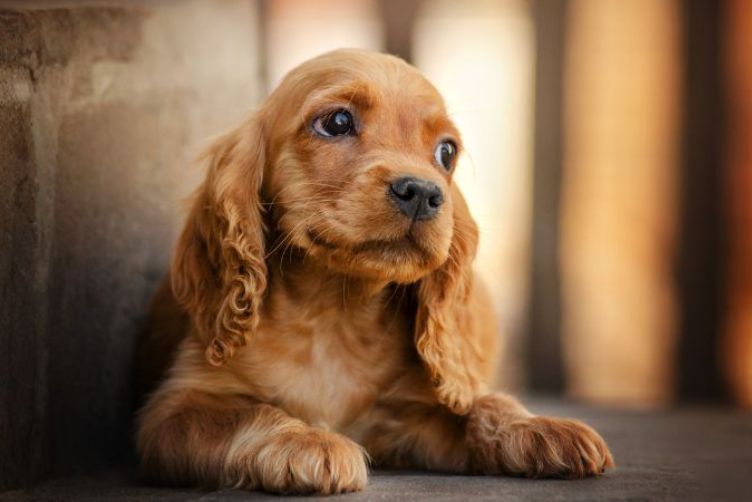 tìm hiểu về giống chó Cocker Spaniel